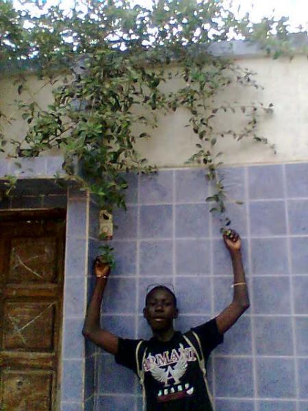 basse niang